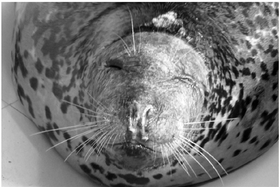 杭州极地海洋公园多只斑海豹被曝疾病缠身处境悲惨
